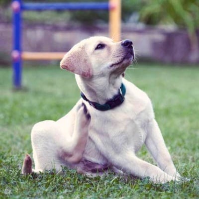 Изследване на кожата и космите на кучето