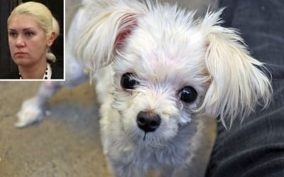 Жена, изхвърлила ранено кученце от кола, отива в затвора