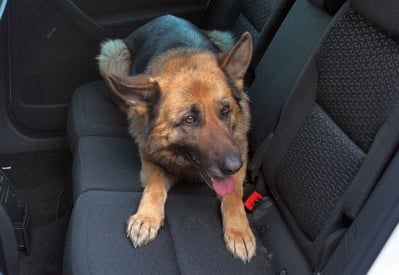 Жена влачи немска овчарка с колата си, за да я накаже