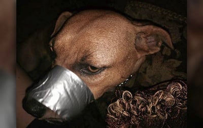 Жена залепи устата на кучето си с тиксо и качи снимките му в интернет