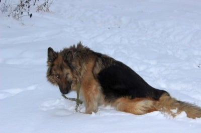 Жестоко малтретирана от собственика си немска овчарка вече има ново семейство
