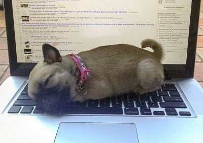 Животни, които се опитват да ни кажат, че работата не е на първо място