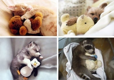 Животни и плюшени играчки, плюшени играчки и животни ...