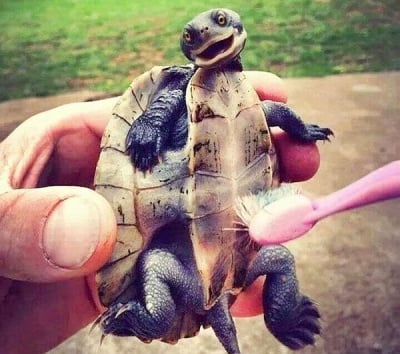 Животни с блажени физиономии, които обожават някой да ги гали по коремчето