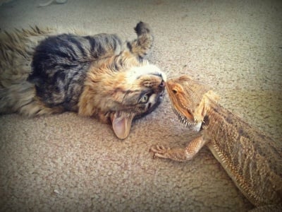 Кафява котка с игуана