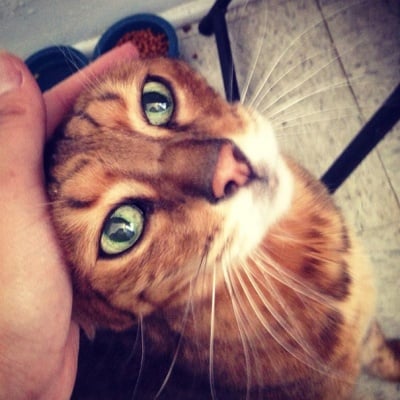 Кафява котка