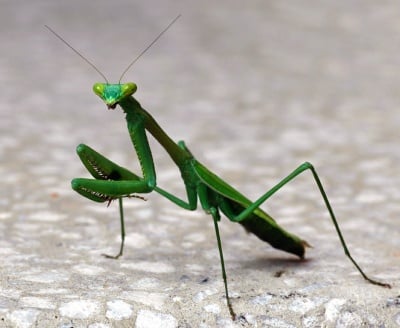 Колко уши има богомолката?