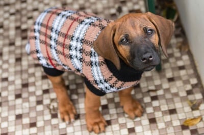 Полезни съвети как кучето да бъде на сухо и топло през зимата