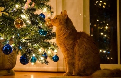 Как да държим котката далеч от коледното дърво?