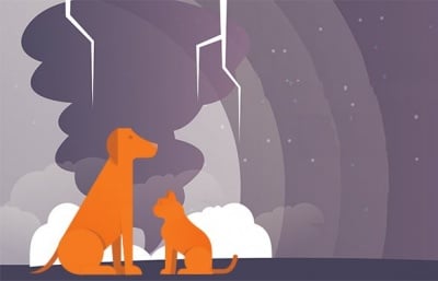 Как да евакуираме безопасно домашните си любимци в случай на природно бедствие?