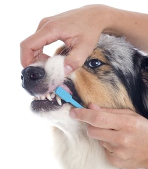 Как да измием кучешките зъби