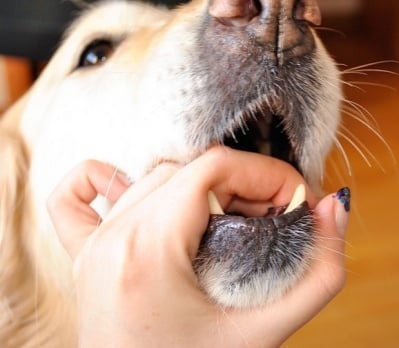 Как да измия зъбите на кучето