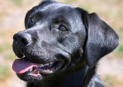 Как да живеем със сляпо куче?