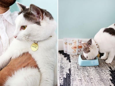 Как да направим нашийник с медальон за котката си?