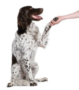 Обучение на кучето: Урок №20. Научете кучето да дава лапа