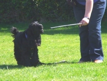 Обучение на кучето: Урок №3. Научете кучето да  докосва края на пръчка