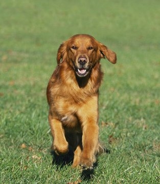 Обучение на кучето: Урок №4. Научете кучето да идва при повикване