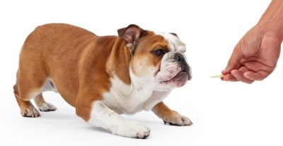 Обучение на кучето: Урок №9. Научете кучето на командата "ЛЕГНИ"