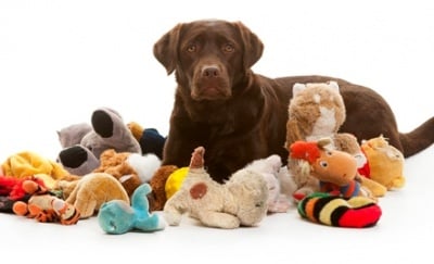 Обучение на кучето: Урок №22. Научете кучето да носи предмети