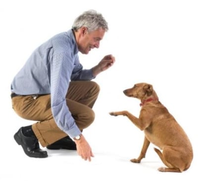 Обучение на кучето: Урок №17. Научете кучето да се примолва