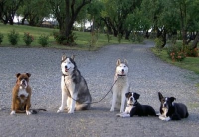 Обучение на кучето: Урок №15. Научете кучето на командата "ИЗЧАКАЙ"