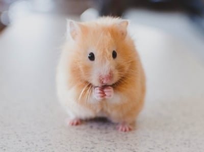 Как да опознаем по - добре своя хамстер?