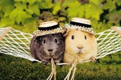 Определяне на пола при морското свинче