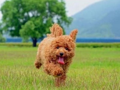 Как да поддържаме здравословно теглото на домашния си любимец?