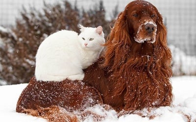 Как да предпазим домашния си любимец от 6-те най - големи опасности през зимата?