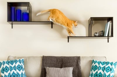 Как да предпазим котката от нараняване?