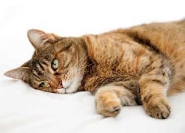 Как да разберем, че котката е болна?