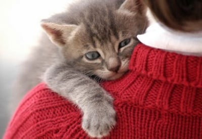 Как да разберете дали  котка Ви харесва?