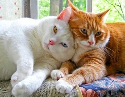 Как да се отървем от котешката миризма?