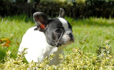 Как да предпазите себе си и своя любимец от Салмонелоза? Полезни съвети