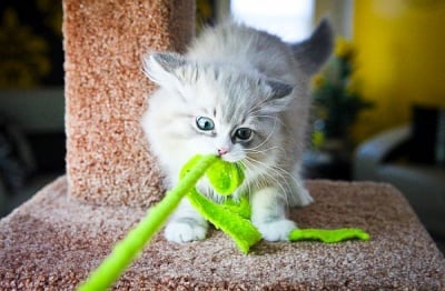 Как да спрем силното хапане и драскане по време на толкова важните игри за котето?