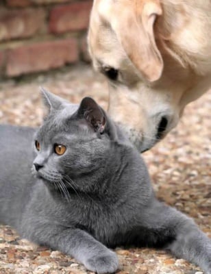 Как да запознаем куче и котка