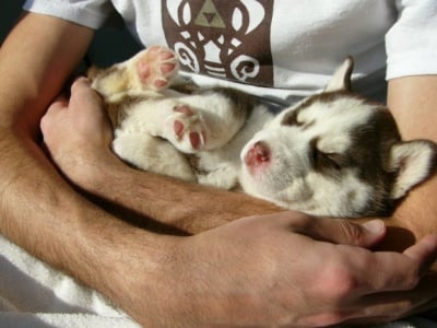 Научете кучето да свикне с ръцете ви