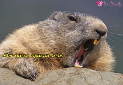 Прозявка по мармотски