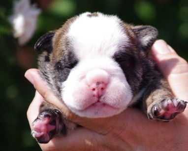 Какво да очаквате от кученцата на възраст от 0 до 7 седмици?