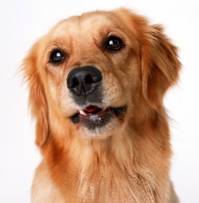 Какво да очаквате от кучето на възраст от 5 до 6 години?