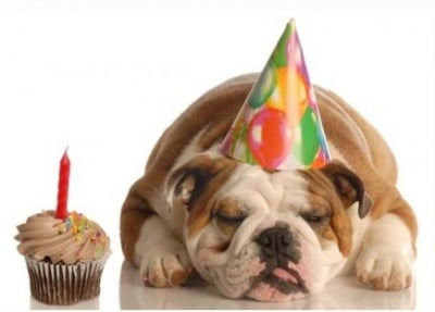 Какво да очаквате от кучето на възраст от 1 до 2 години?