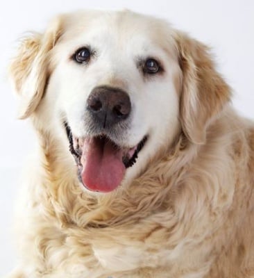 Какво трябва да знаете за възрастните кучета?