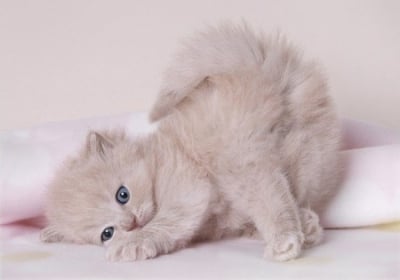 Как се гледа малко котенце?