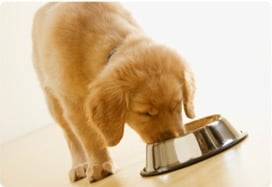 Как се храни кученце