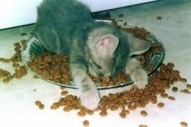 Как се храни малко котенце