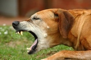 Как се изследва храносмилателната система на кучето