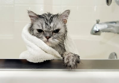 Как да изкъпем котката?