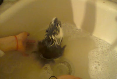 Как се къпе морско свинче