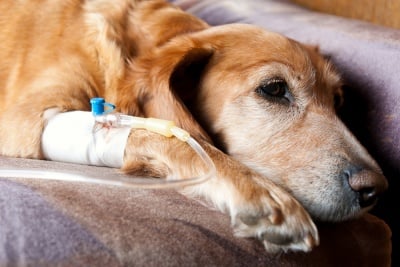 Как се лекува бабезиозата при кучето