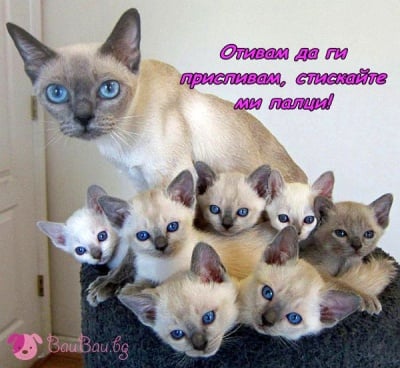 Как се приспиват 7 деца?